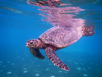 Close-up of turtle swimming in sea