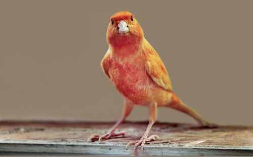Domestic male canary