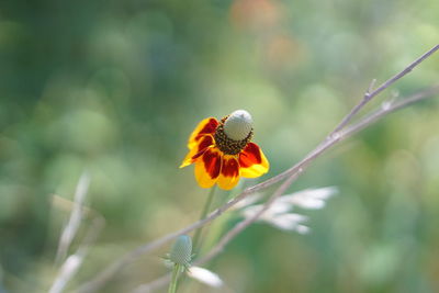 Close-up of bee on flower