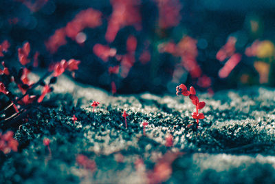 Close-up of red flowers on field