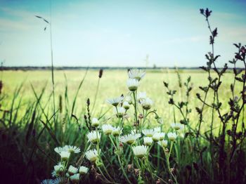 Close-up of flowering plants on field against sky