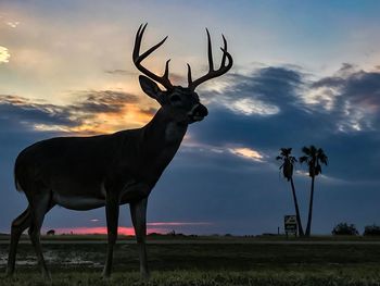 Deer on field against sky during sunset