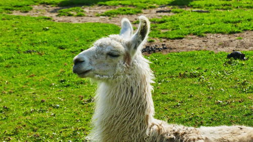 View of sheep on field