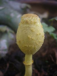 Close-up of yellow rose on leaf