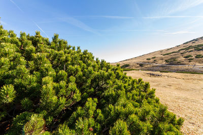 Plants growing on land against sky