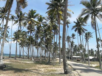 Road by palm trees against sky