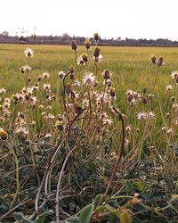 Yellow flowers growing in field