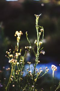 Close-up of plant