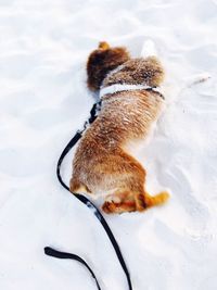 High angle view of dog lying on snow covered field at norriego point