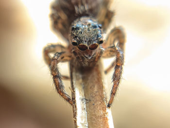 Close-up of spider