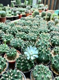 Close-up of succulent plants
