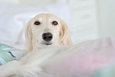 Intensive dog eyes of purebred adorable white saluki / persian greyhound. happy, relaxed female dog