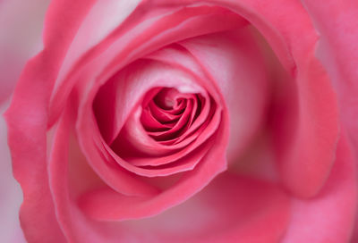 Close-up of pink rose