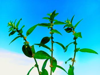 Low angle view of plant against blue sky