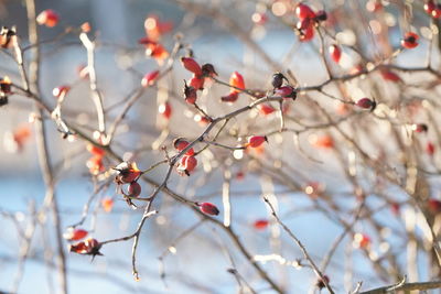 Close-up of berries on tree during winter