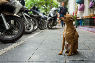 Dog looking away while sitting on footpath