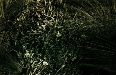 Close-up of plants growing on field