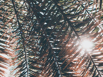 Low angle view of palm tree