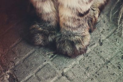 Cat sleeping on tiled floor