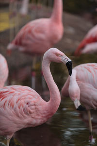 Side view of flamingoes