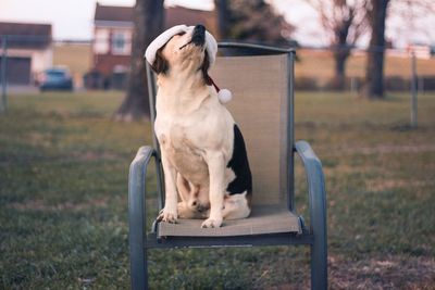 Close-up of dog wearing santa hat sitting on chair at field