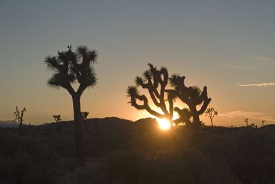 Silhouette trees on landscape against sunset sky