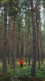 Man in forest