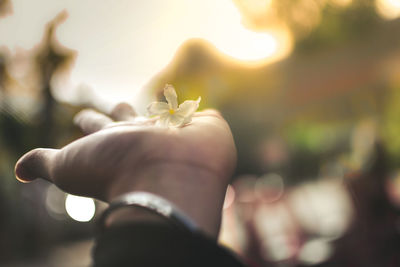 Close-up of hand holding flower