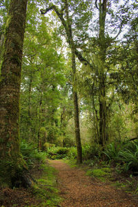 Trees in forest
