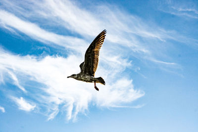Low angle view of eagle flying against sky