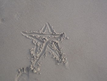 High angle view of starfish on beach