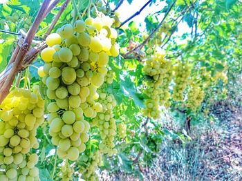 Close-up of grapes in vineyard