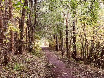 Road amidst trees in forest