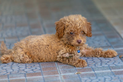 Portrait of puppy sitting on floor