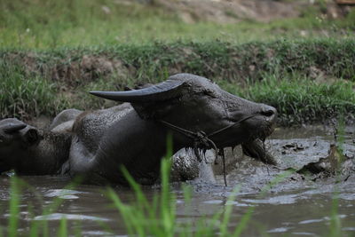 Elephant in a lake