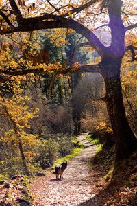 View of dog in forest during autumn