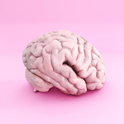 brain