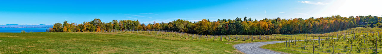 Scenic view of trees on field against sky