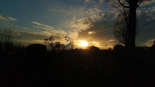 Silhouette of trees at sunset