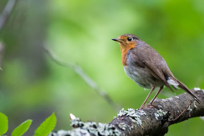 Close-up of bird perching on branch