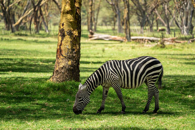 Zebra standing on field