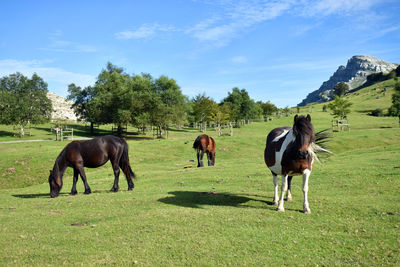 Horses grazing in a field
