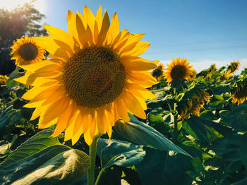 Close-up of sunflower against sky