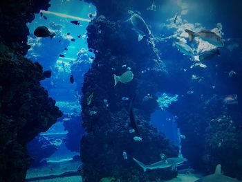 Close-up of fish underwater