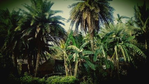 Palm trees against sky