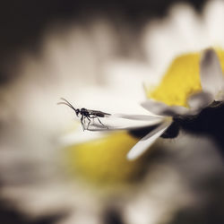 Close-up of insect on flower