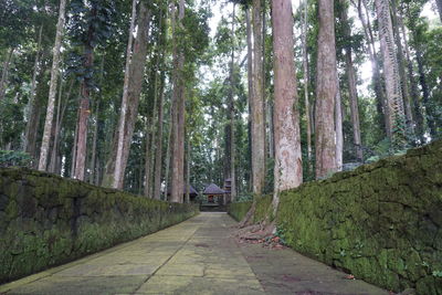 Road amidst trees in forest