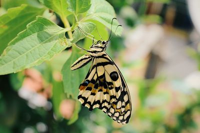 Butterfly on leaf