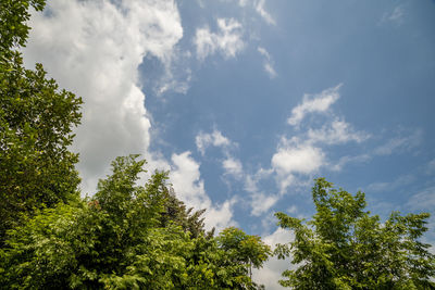 Low angle view of trees against sky