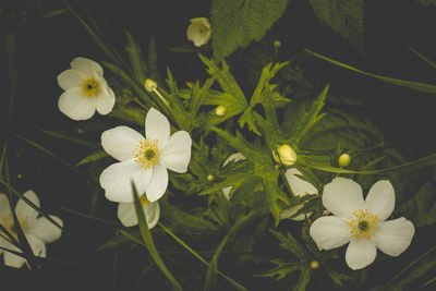 Close-up of white flowers